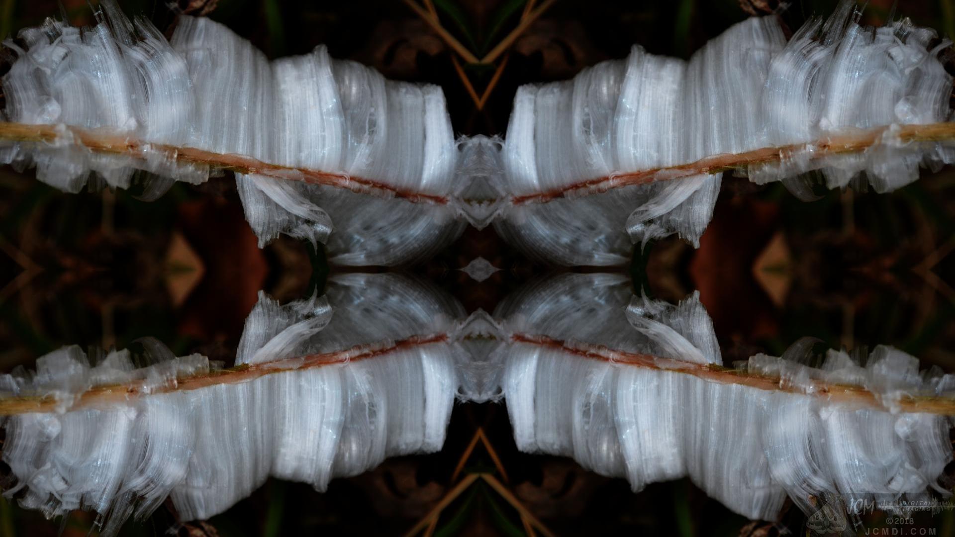 Ice flowers Quadroscopic